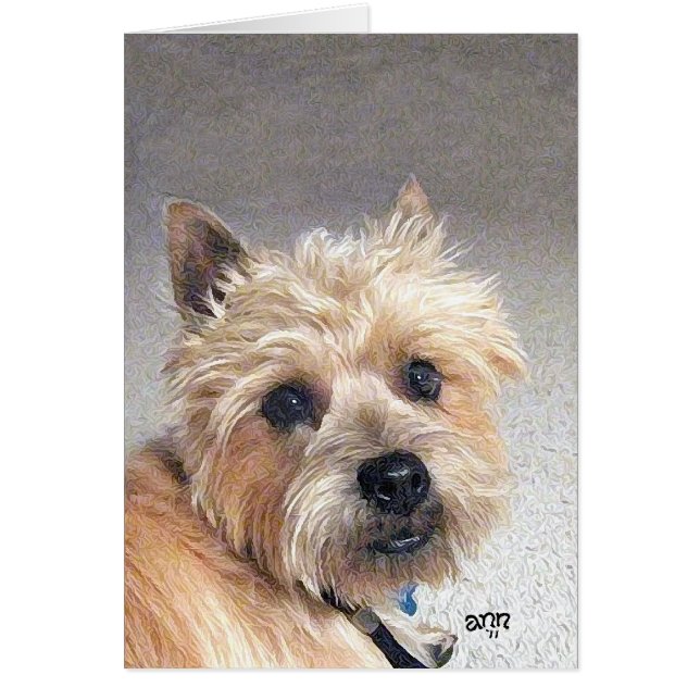 Terrier Cairn doré (Devant)