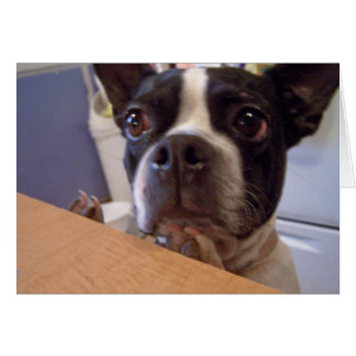 terrier de Boston