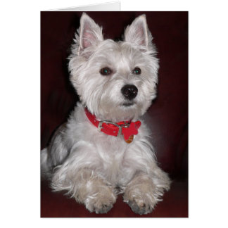 Terrier de West Highland