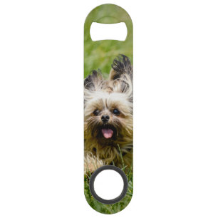 Terrier Yorkshire mignon Traversant L'Herbe
