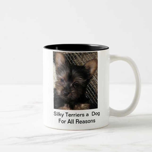 Terriers soyeux un chien pour toute la tasse de (Droit)