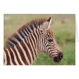 Tête de bébé zèbre, Tanzanie