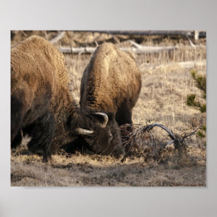 Tête de Bison qui se Heurtent - Impression d'Art F