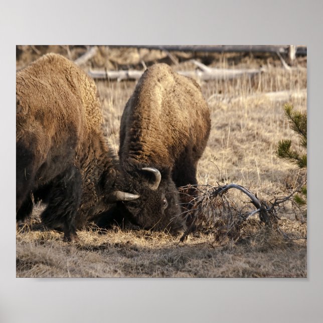 Tête de Bison qui se Heurtent - Impression d'Art F (Devant)