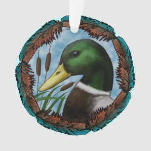 Tête de canard colvert