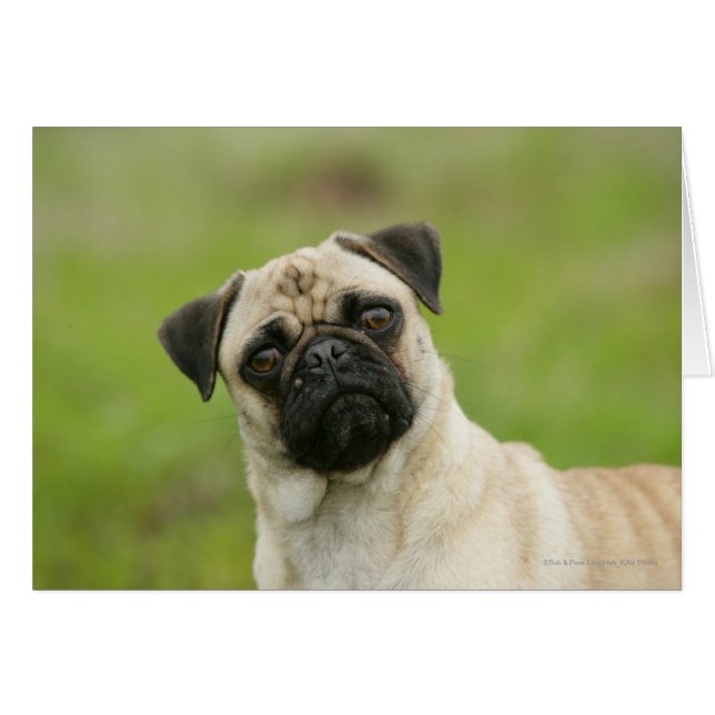 Tête de carlin coincée regardant l'appareil photo (Devant horizontal)