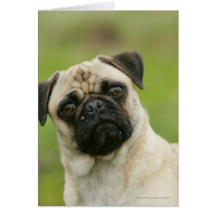 Tête de carlin entassée regardant l'appareil-photo