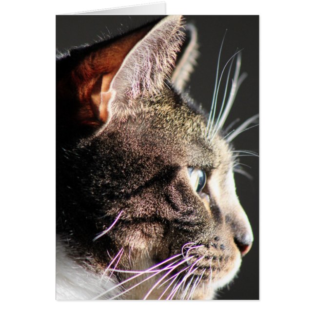 Tête de chat, profil (Devant)