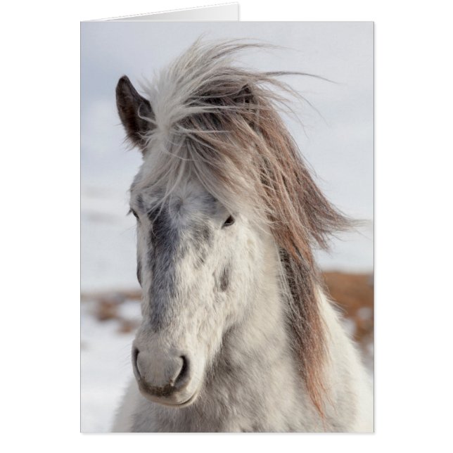 Tête de cheval islandais blanc (Devant)