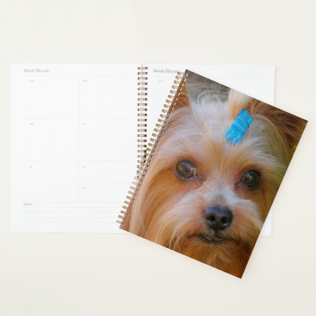 Tête de chien de Terrier du Yorkshire (Devant avec enveloppe)