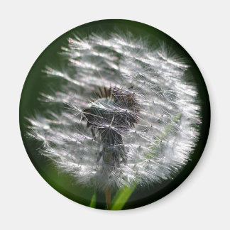 Tête de graines de Dandelion - Aimant