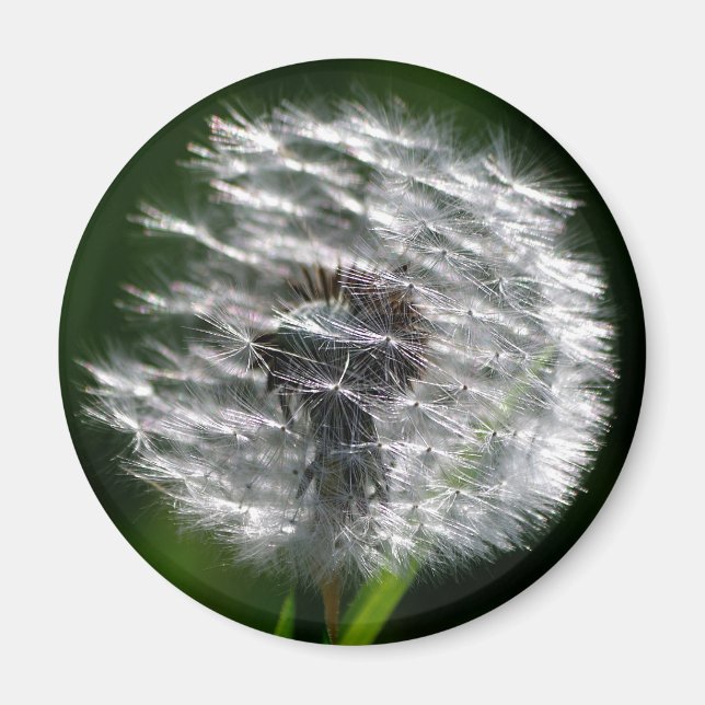Tête de graines de Dandelion - Aimant (Devant)