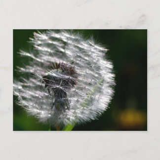 Tête de graines de Dandelion - Carte postale