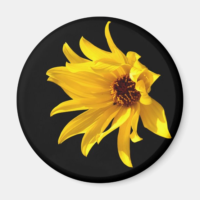 Tête de marguerite jaune Aimant d'hélium (Devant)