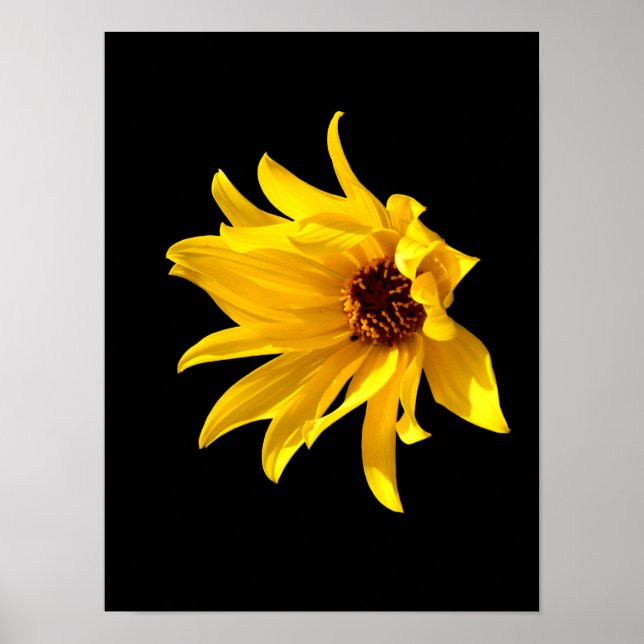 Tête de marguerite jaune Helenium Affiche (Devant)