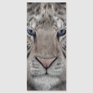 tête_de_tigre_blanc