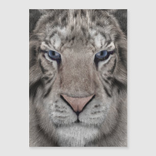 tête_de_tigre_blanc