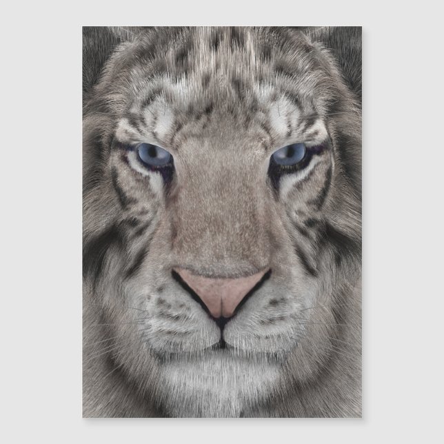 tête_de_tigre_blanc (Devant)