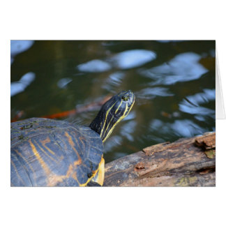 tête de tortue d'eau glissante hors de la coquille