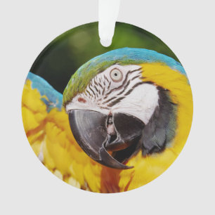 Tête d'un Macaw bleu et jaune