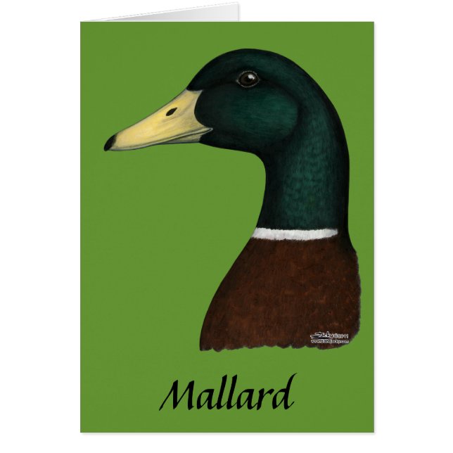 Tête Mallard Drake (Devant)