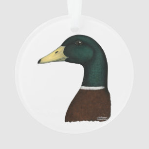 Tête Mallard Drake