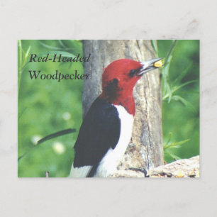 Tête rouge, Carte postale Pic