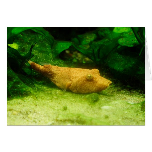 Tetraodon miurus (Devant horizontal)