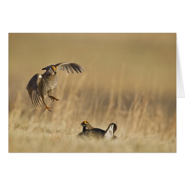 Tétras des prairies mâles au lek dans le comté de  (Devant horizontal)