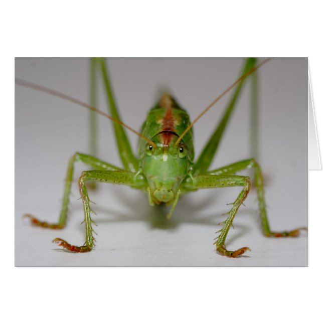 Tettigonia viridissima (Devant horizontal)