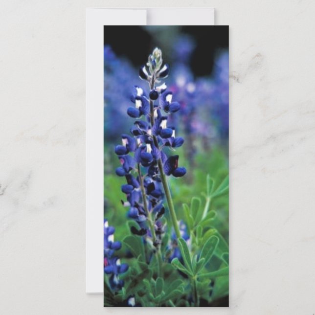 Texas Bluebonnet (Devant)