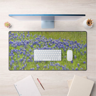 Texas Bluebonnet Fleurs Fleurs sauvages