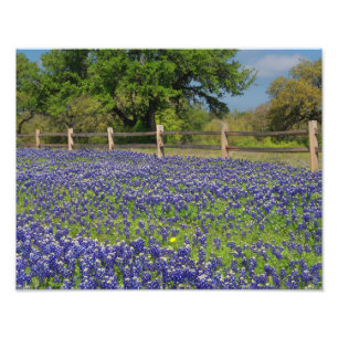 Texas Bluebonnets Country Photographie Art Imprime