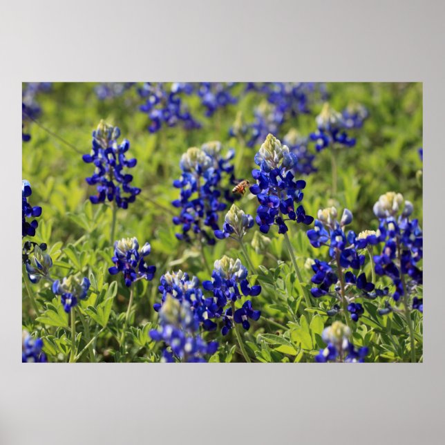 Texas Bluebonnets Poster (Devant)