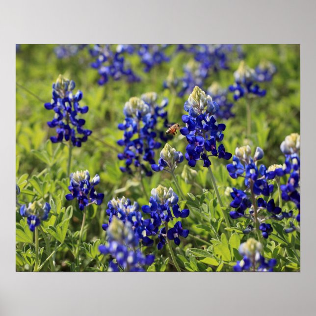 Texas Bluebonnets Poster (Devant)