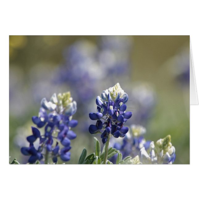 Texas Bluebonnets série photo #7 (Devant horizontal)