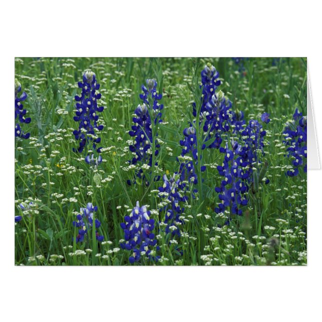 Texas, lac Buchanan. Texas Bluebonnet et Sauvage (Devant horizontal)