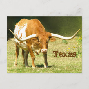 Texas Longhorn avec les faits carte postale