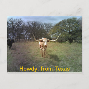 Texas Longhorn - Carte postale