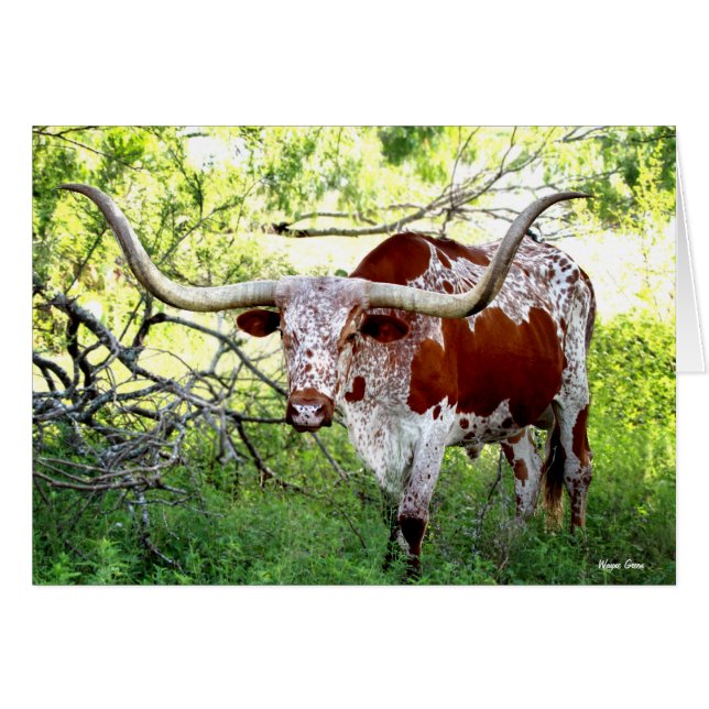 Texas Longhorn Steer (Devant horizontal)