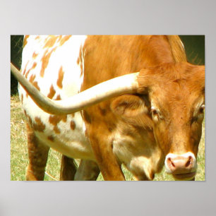 Texas Longhorn Up gros poster