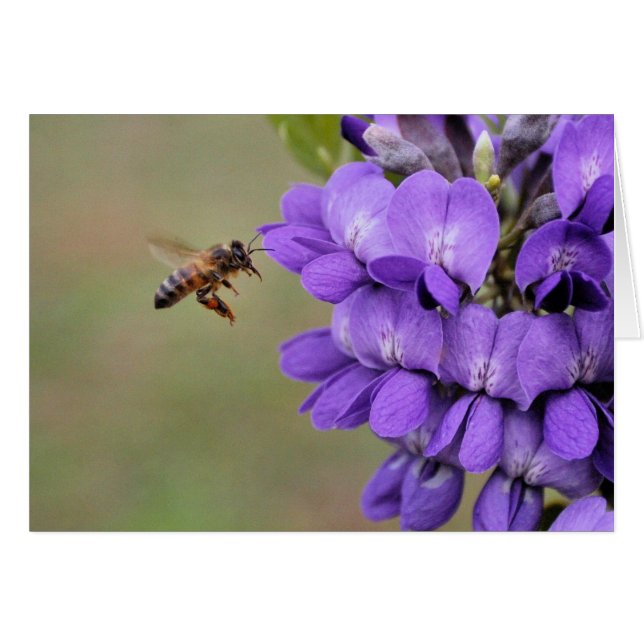 Texas Mountain Laurel (Devant horizontal)
