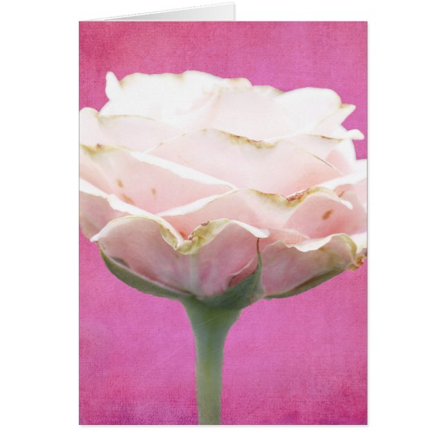 Textured Pink Rose All Uscard (Devant)