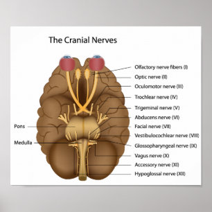 The 12 cranial nerves Poster
