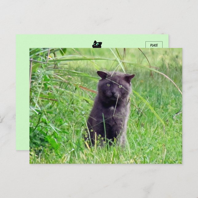 The Grey Stray - Carte postale pour chat (Devant / Derrière)