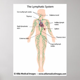 The lymphatic system labeled Poster