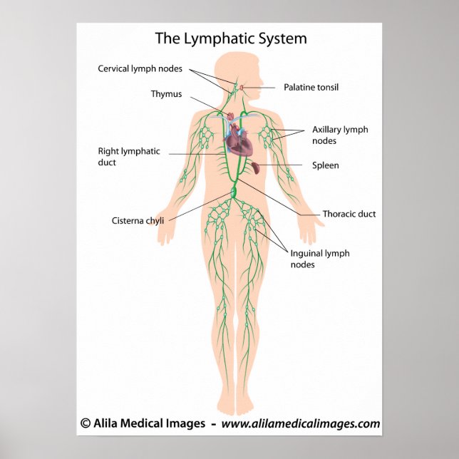 The lymphatic system labeled Poster (Devant)