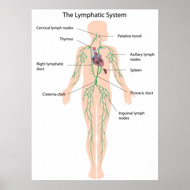 The lymphatic system labeled Poster (Devant)