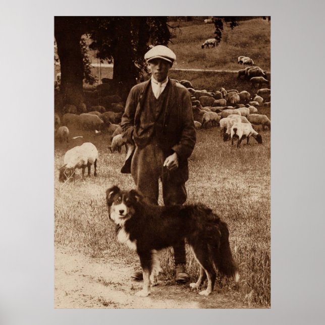 "The Shepherd"~Border Collie Poster (Devant)