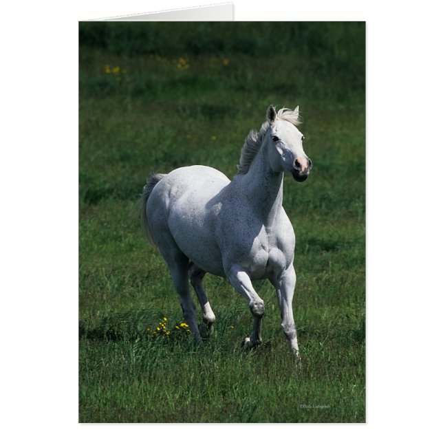 Thoroughbred Mare (Devant)